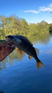 European Perch