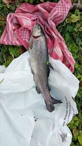 Rainbow Trout