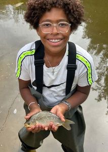 Crucian Carp