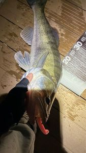 Zander
