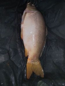 Mirror Carp