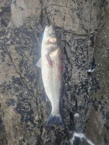 European Bass (Seabass)