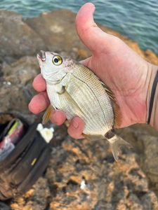 White Seabream