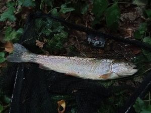 Rainbow Trout