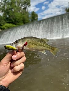 Largemouth Bass