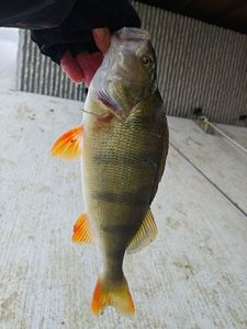 European Perch