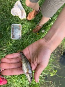 Green Sunfish