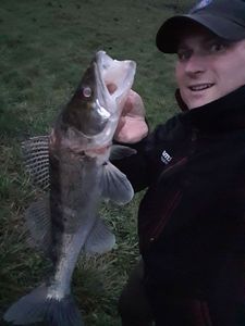 Zander