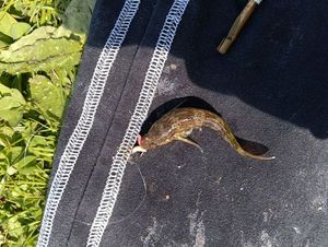 Common Goby