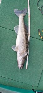 Zander