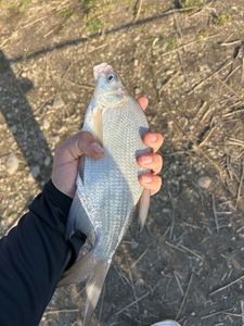 Common Bream