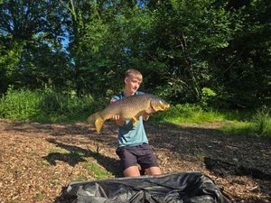 Common Carp
