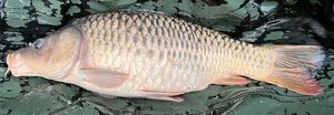 Common Carp