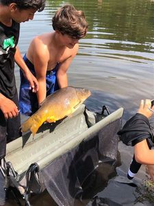 Mirror Carp