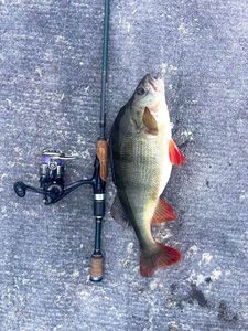 European Perch