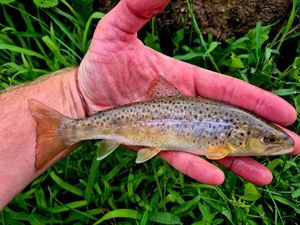 Brown Trout