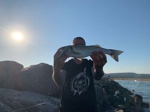 European Bass (Seabass)