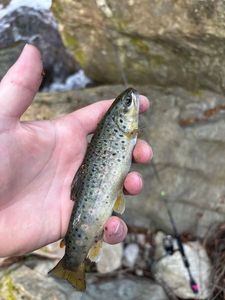 Brown Trout