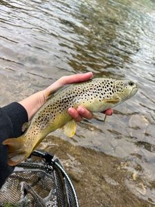 Brown Trout