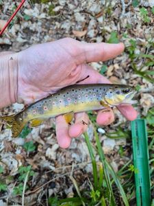 Brown Trout