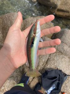 Mediterranean Rainbow Wrasse