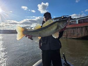 Zander