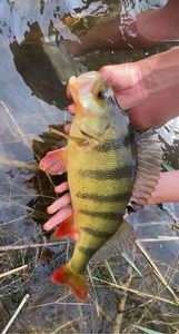 European Perch