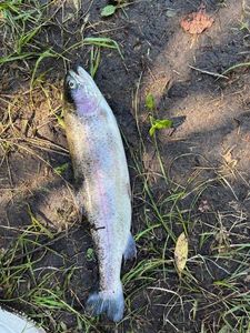 Lake Trout