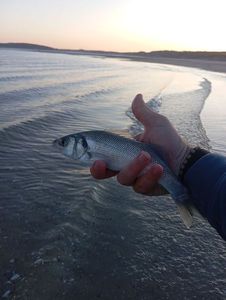 European Bass (Seabass)