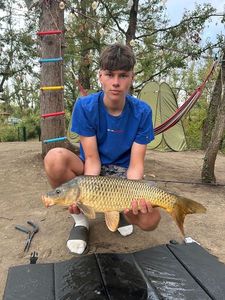 Common Carp