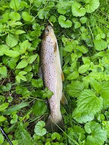Brown Trout