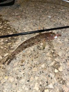 Giant Goby