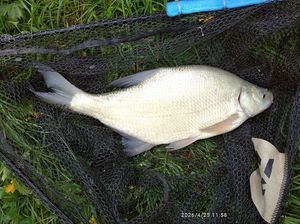 Common Bream