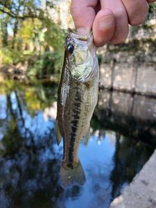 Largemouth Bass