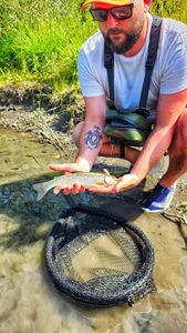 Rainbow Trout