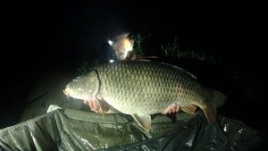 Common Carp