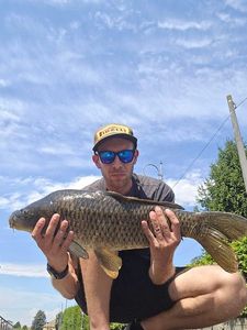 Common Carp