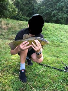 Tench
