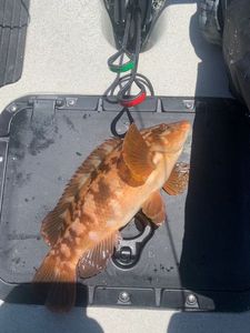 Ballan Wrasse