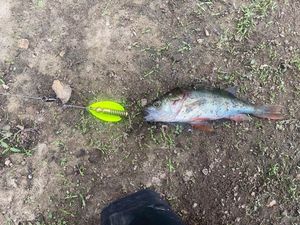 European Perch