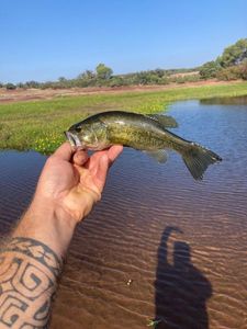 Largemouth Bass