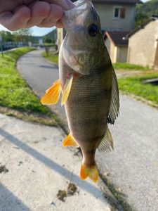 European Perch