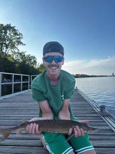 Sturgeon