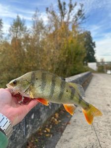 European Perch
