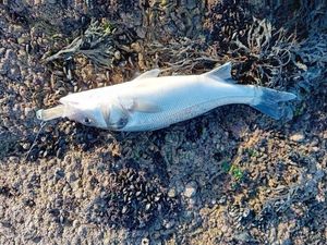 European Bass (Seabass)