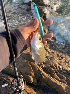 European Bass (Seabass)