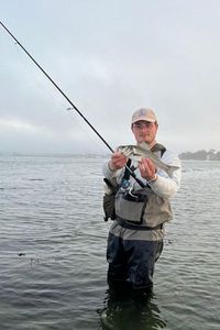 European Bass (Seabass)