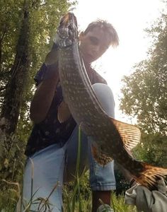 Northern Pike
