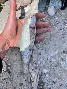 Rainbow Trout