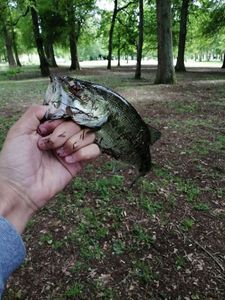 Largemouth Bass